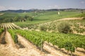 Vineyard in the area of Ã¢â¬â¹Ã¢â¬â¹production of Vino Nobile, Montepulciano, Italy Royalty Free Stock Photo